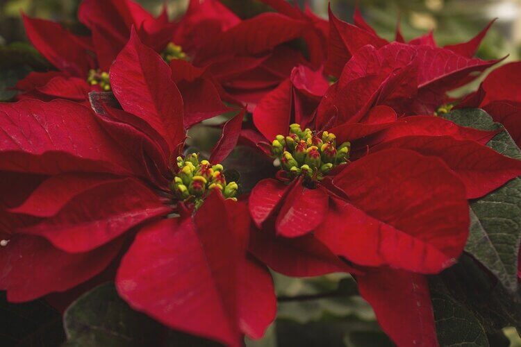 flower-of-christmas-5799112_1280