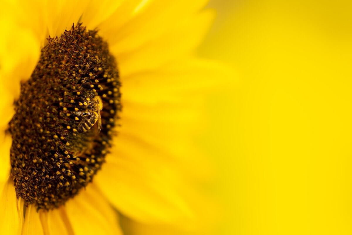 sunflower-6545123_1280